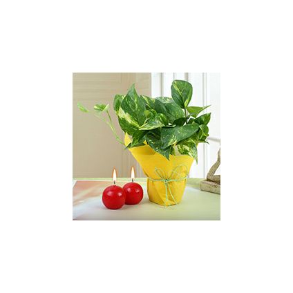 Red Ball Candle with Plant