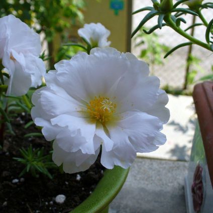 Portulaca (White) - Plant