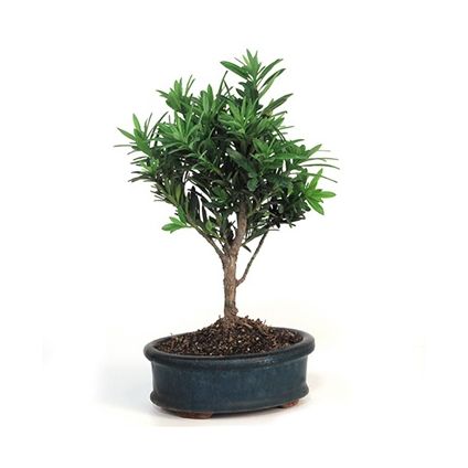 Classic Podocarpus Bonsai Plant