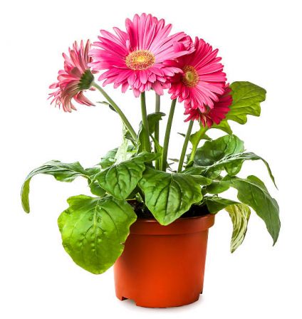 Pink gerbera Plant