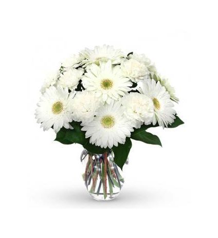 White gerbera with vase