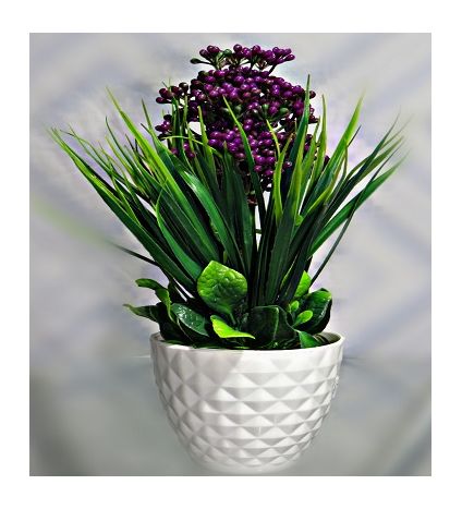 Blue Berry Plants with vase