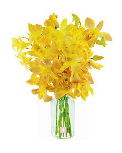 Bunch of 10 Yellow Orchids in Vase